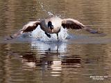 vijver de bever 2025